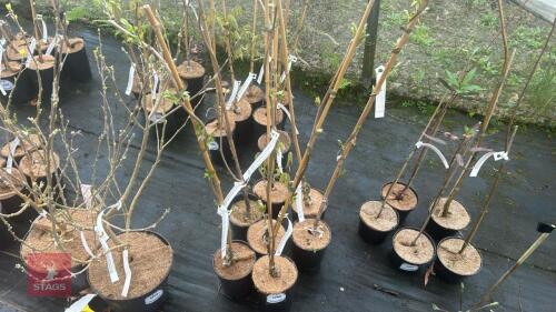 7 WISTERIA BRACHYBOTRYS 'SHIRO-KAPITAN'