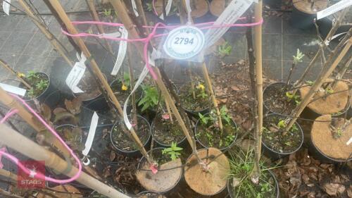 3 APPLE TREES 'PRINCESSE'