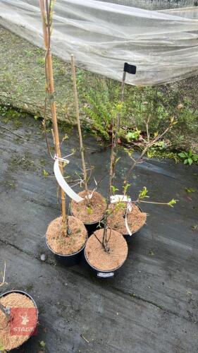4 CORNUS KOUSA CHINENSIS 'CHINA GIRL'