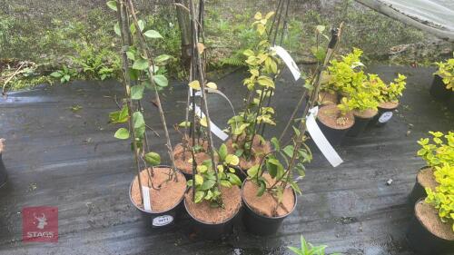 5 TRACHELOSPERMUM JASMINOIDES