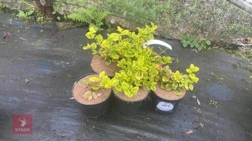 5 EUONYMUS JAPONICA 'OVATUS AUREUS'