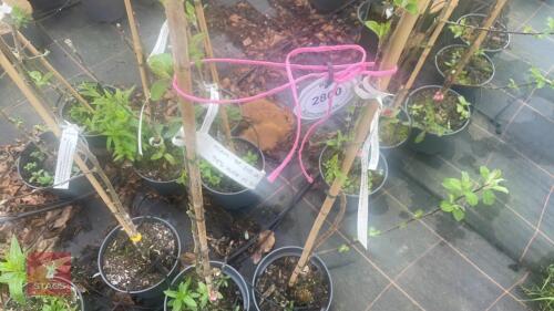 2 CRAB APPLE TREES 'BUTTERBALL'