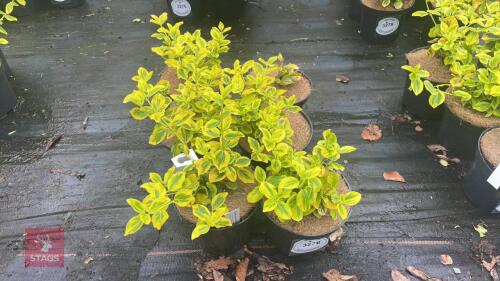 6 EUONYMUS JAPONICA 'OVATUS AUREUS'