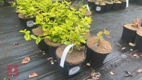 6 EUONYMUS JAPONICA 'OVATUS AUREUS'