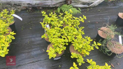 6 EUONYMUS JAPONICA 'OVATUS AUREUS'