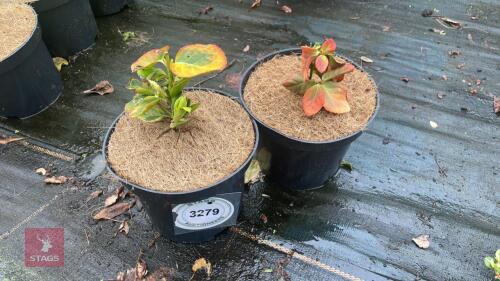 2 UNKNOWN SHRUBS