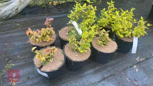 8 EUONYMUS FORTUNEI 'EMERALD N' GOLD'