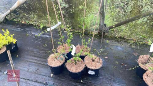 5 JASMINUM NUDIFLORUM SHRUBS
