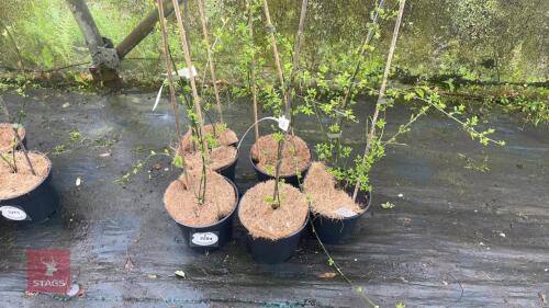 5 JASMINUM NUDIFLORUM SHRUBS