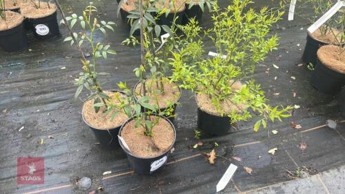 3 JASMINUM HUMILE REVOLUTUM