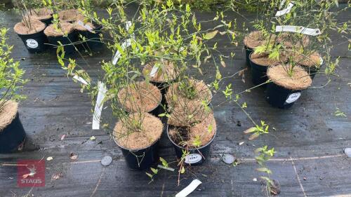 5 JASMINUM BEASIAN UM SHRUBS