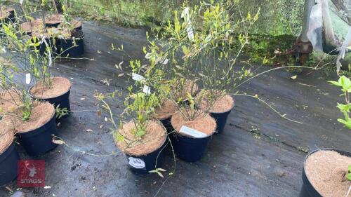 5 JASMINUM BEASIAN UM SHRUBS