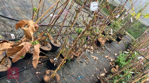 2 SALIX ERYTHROELEXMOSA
