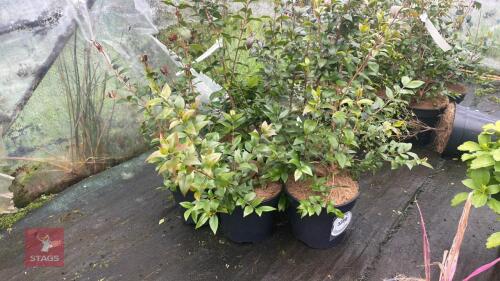 5 MYRTUS COMMUNIS 'VICTORIA BOUQUET'