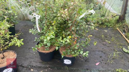 6 MYRTUS COMMUNIS 'VICTORIA BOUQUET'