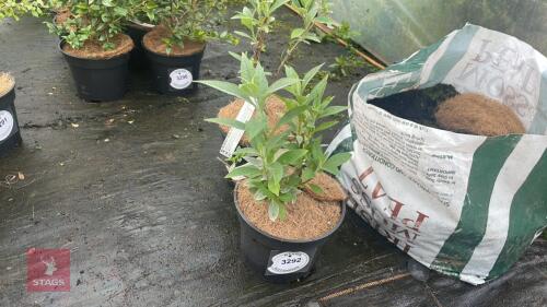 2 BUDDLEJA 'BUZZ VELVET' SHRUBS