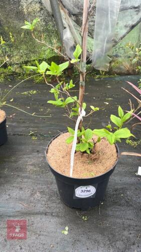 1 STEWARTIA PSEUDOCAMELLIA TREE