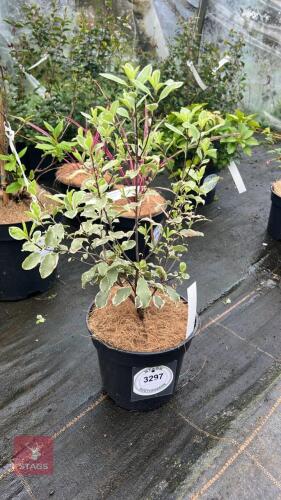 1 PITTOSPORUM TENUIFOLIUM 'SILVER QUEEN'