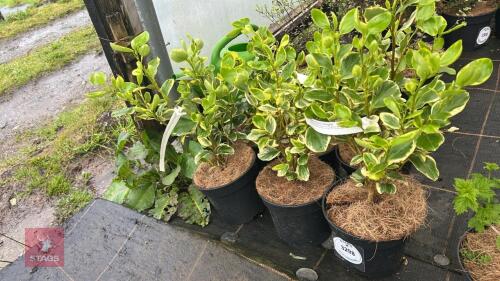 6 GRISELINIA LITTORALIS VARIEATA SHRUBS