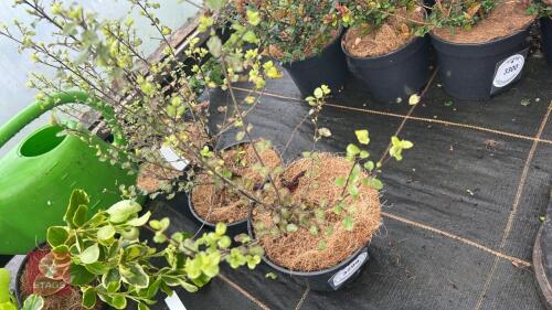 3 PITTOSPORUM TENUIFOLIUM TANDARA GOLD