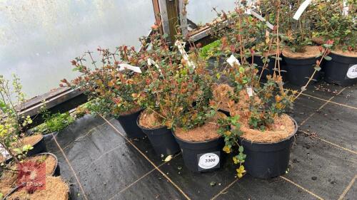 7 UGNI MOLINAE SHRUBS