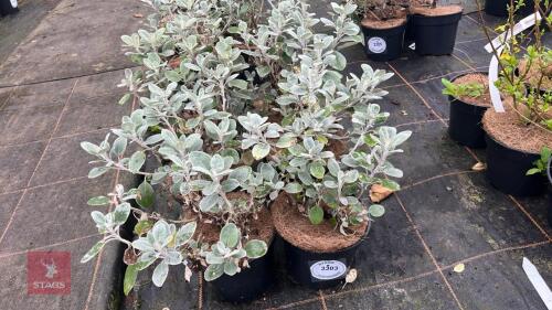 6 BRACHYGLOTTIS WALBERTONS