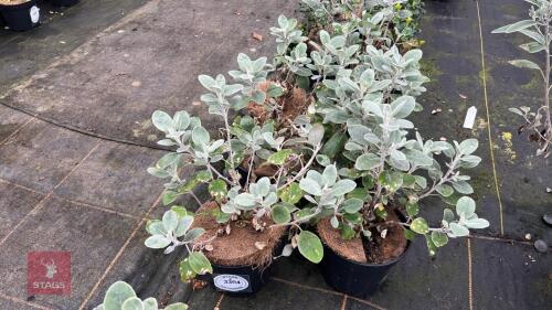 6 BRACHYGLOTTIS WALBERTONS
