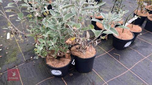 4 BRACHYGLOTTIS WALBERTONS