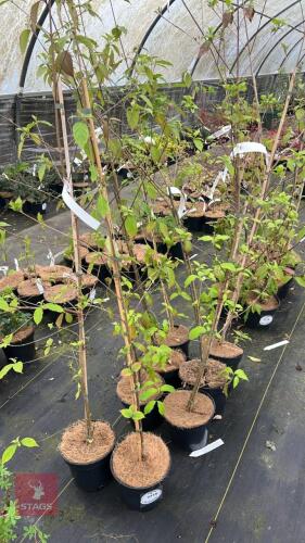 8 CORNUS KOUSA VAR CHINENSIS TREES
