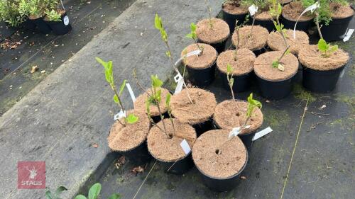 6 MAGNOLIA SIEBOLDII SHRUBS
