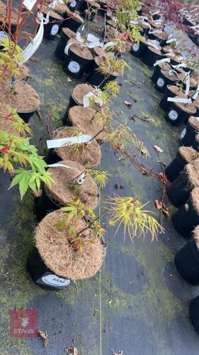 5 ACER PALMATUM 'VILLA TARANTO'