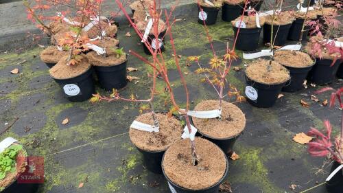 3 ACER PALMATUM 'EDDIS- BURY' TREES