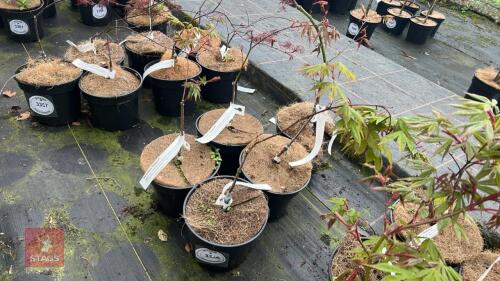 5 ACER PALMATUM OSAKAZUK TREES