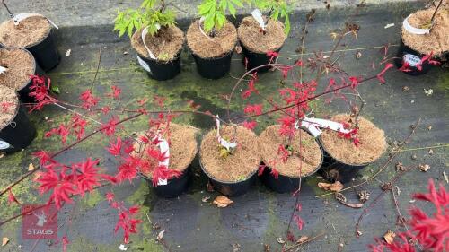4 ACER PALMATUM 'SHINDESHOJO' TREES