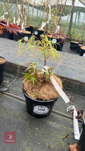 1 ACER PALMATUM 'RED PYGMY' TREE