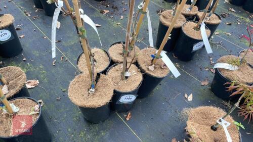5 WISTERIA BRACHYBOTRYS MURASAKI-KAPTAIN