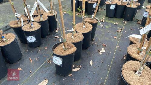 4 WISTERIA SINENSIS 'JAKO' (REINDEER)