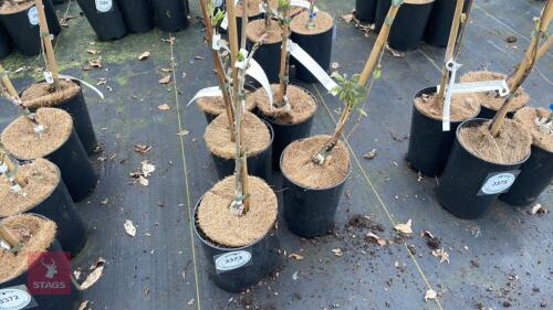 5 WISTERIA FLORIBUNDA 'MACROBOTRYS'