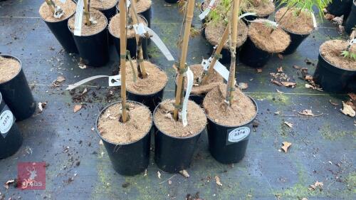 5 WISTERIA FLORIBUNDA 'HON-BENI'