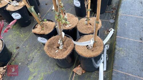 5 WISTERIA FLORIBUNDA 'MACROBOTRYS'