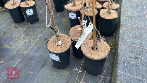 3 WISTERIA FLORIBUNDA CLIMBERS