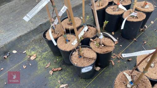 6 WISTERIA BRACHYBOTRYS MURASAKI-KAPTAIN