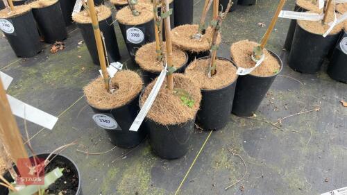 6 WISTERIA SINENSIS 'AMETHYST'