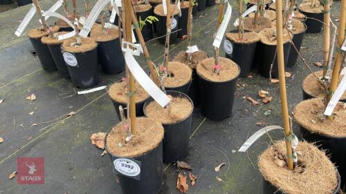 6 WISTERIA X FORMOSA 'BLACK DRAGON'