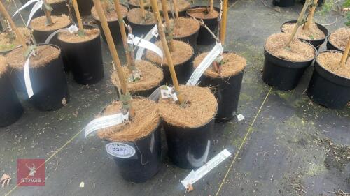 5 WISTERIA FLORIBUNDA 'ALBA'