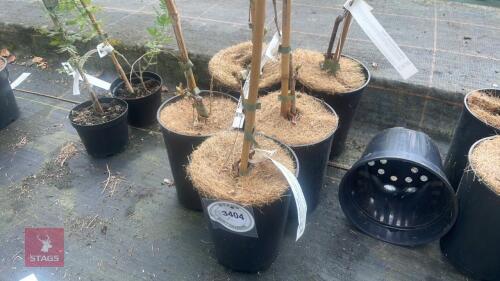 5 WISTERIA FLORIBUNDA 'ALBA'