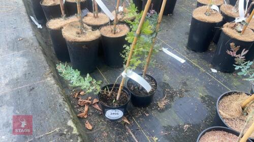 2 ACACIA BAILEYANA 'PURPUREA'