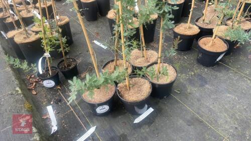 5 ACACIA BAILEYANA 'PURPUREA'
