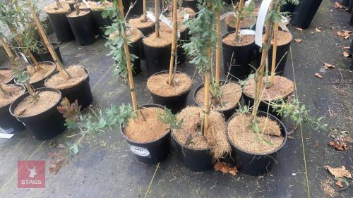 6 ACACIA BAILEYANA 'PURPUREA'