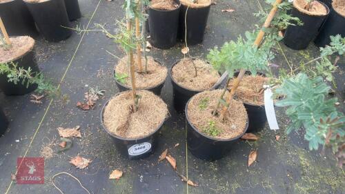 5 ACACIA BAILEYANA 'PURPUREA'